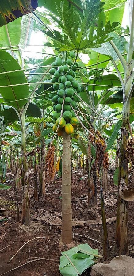 Banana Farm House Hampi Exteriér fotografie
